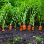 A Step-by-Step Growing Guide to Carrot Cultivation in India