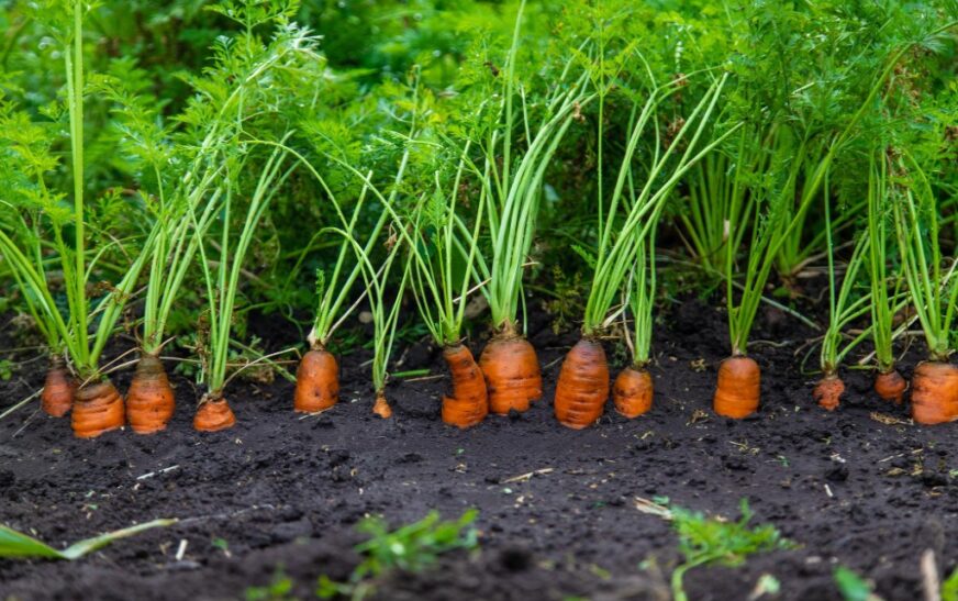 A Step-by-Step Growing Guide to Carrot Cultivation in India