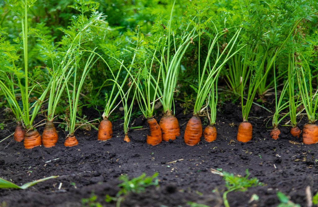 A Step-by-Step Growing Guide to Carrot Cultivation in India