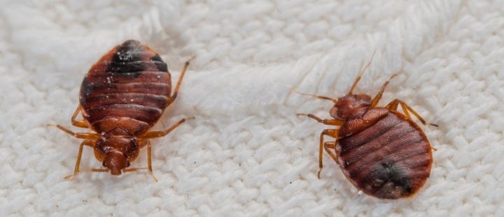 Effective Termite Control & Bed Bug Spray Services