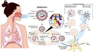 What parasites are associated with COVID-19?