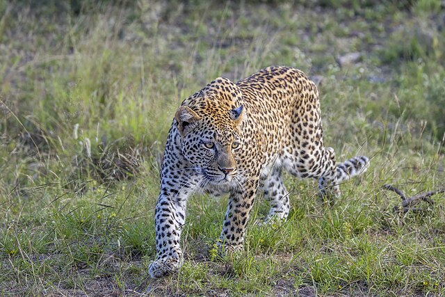 Unveiling Jaipur’s Hidden Gem: A Guide to Jhalana Leopard Safari Park for Wildlife Enthusiasts