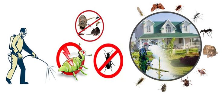 Comprehensive Guide to Pest Control Services in Lahore