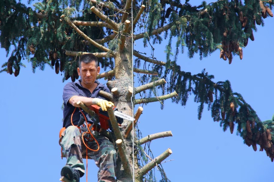 Tree removal Sacramento