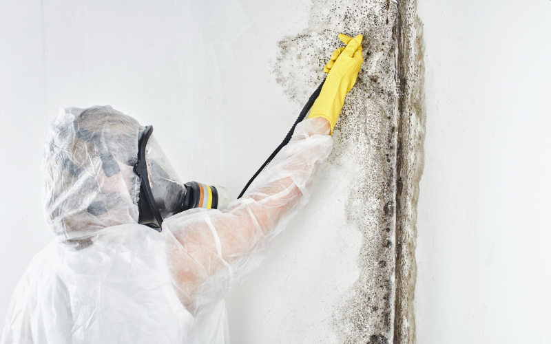 Eliminate Mold Fast with Professional Mold Remediation Services​