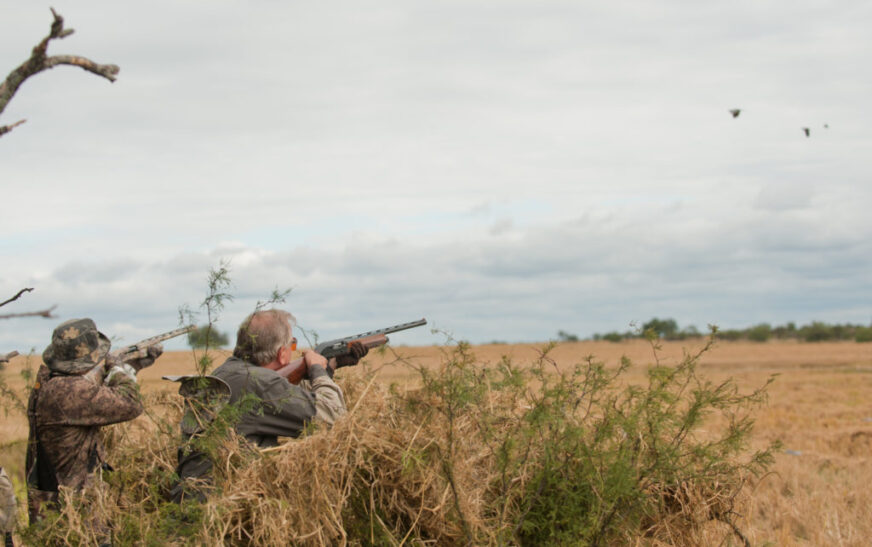 Weather and Its Impact on Dove Movement: How to Adapt