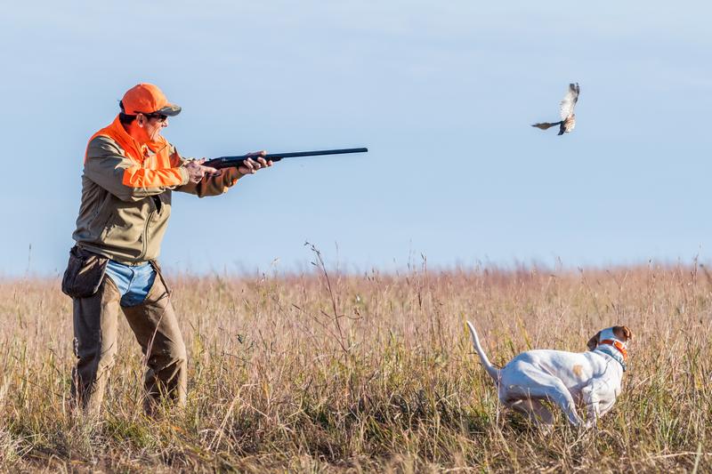 How Iowa’s Diverse Terrain Makes it a Top Destination for Pheasant Hunters