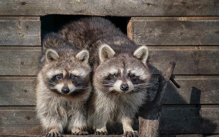 How to Safely and Effectively Handle Raccoon Removal in Houston