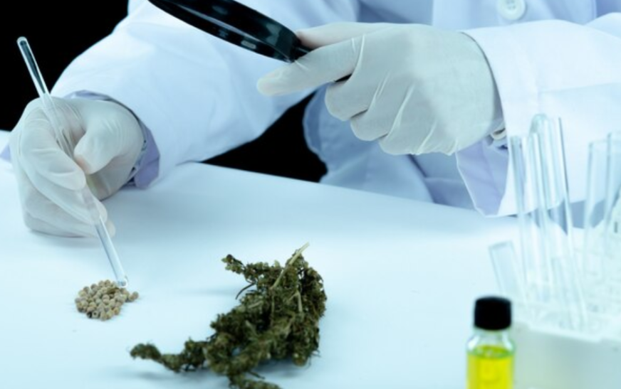 How to Find the Best Marijuana Doctor in Fort Lauderdale for Your Needs?