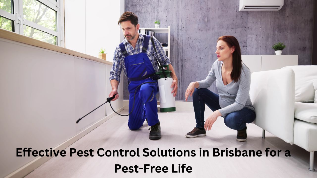 Effective Pest Control Solutions in Brisbane for a Pest-Free Life