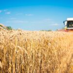 wheat farming