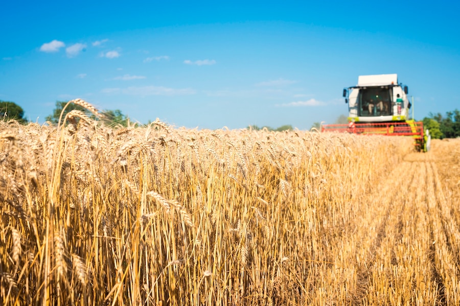 Understanding Wheat Farming in India: From Seed to Harvest