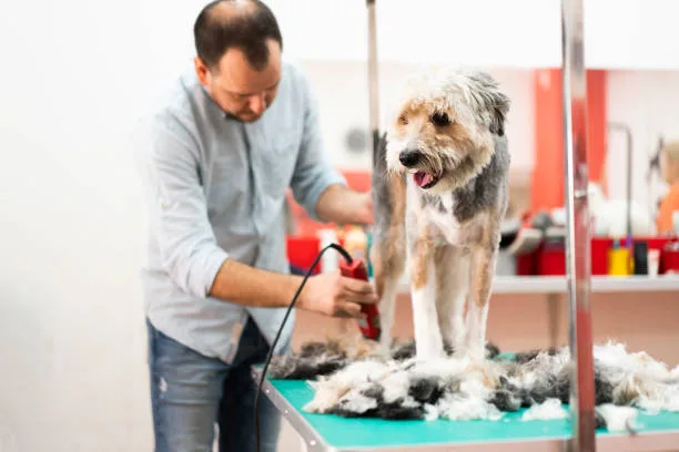 Why Every Dog Owner Should Learn How to Groom Their Dog