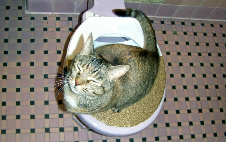 Is Kitty Toilet Training Safe for Your Cat? What You Need to Know