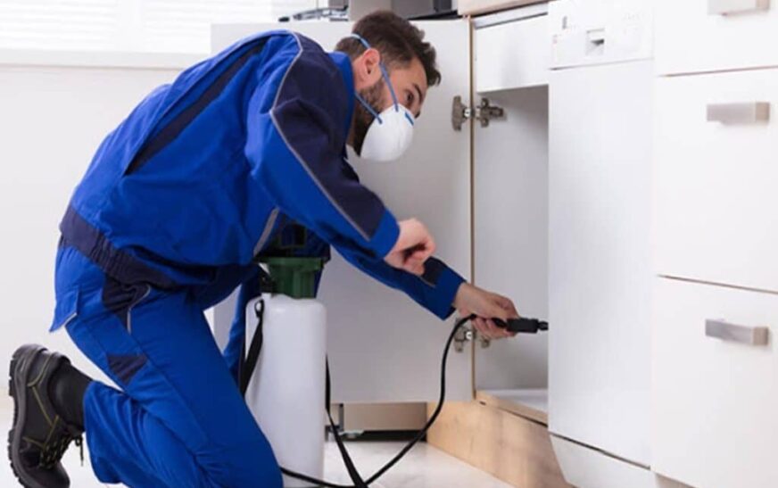 Pest Control Services in Lahore