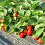 Growing Strawberries A Beginner's Guide to Strawberry Farming