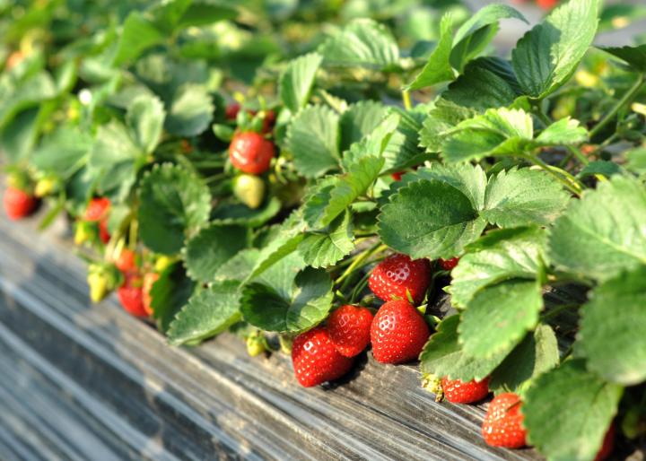 Growing Strawberries: A Beginner’s Guide to Strawberry Farming