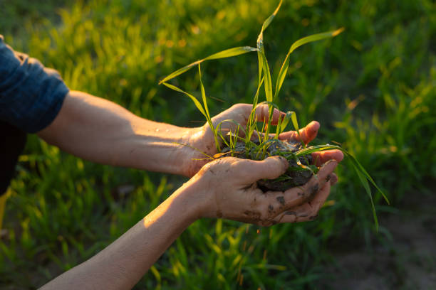 Understanding Dirt Work: An Essential Component of Construction and Landscaping