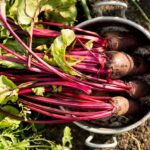 Beetroot Farming