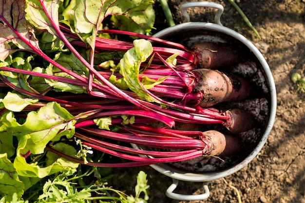 Beetroot Farming, Planting, Care, and Harvesting: A Comprehensive Guide