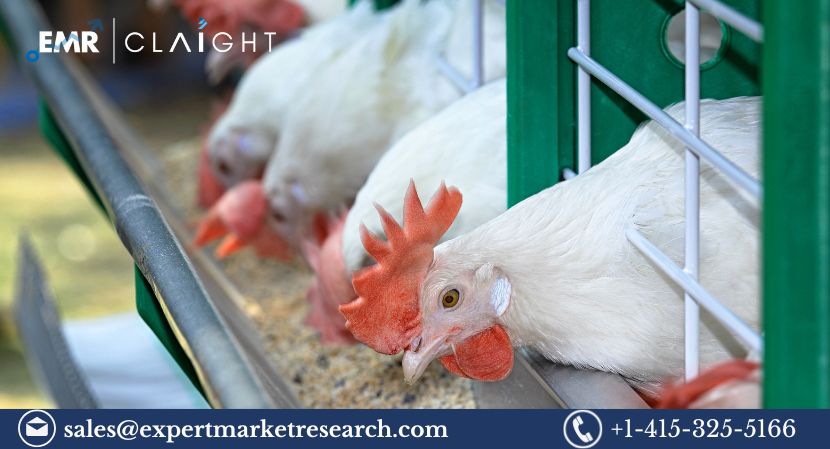 Poultry Market Size, Share & Growth Insights 2025-2034