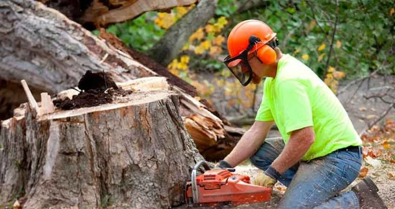 Affordable Tree Removal Services: Get Your Trees Removed Today