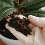 Soil Health and Fertilization: The Key to a Thriving Landscape