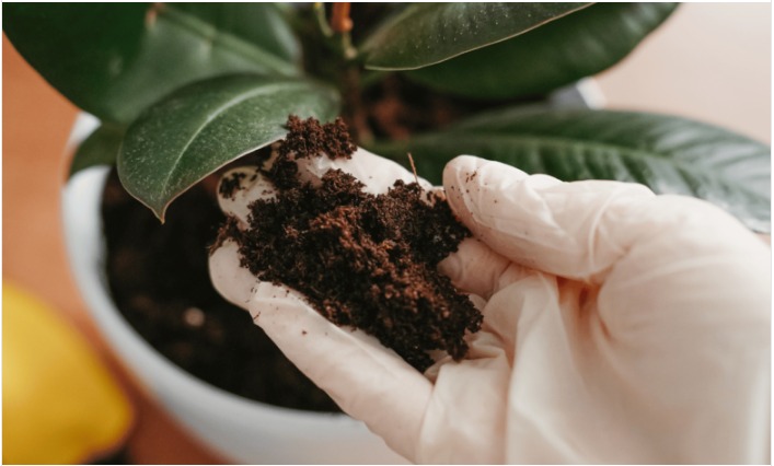 Soil Health and Fertilization: The Key to a Thriving Landscape