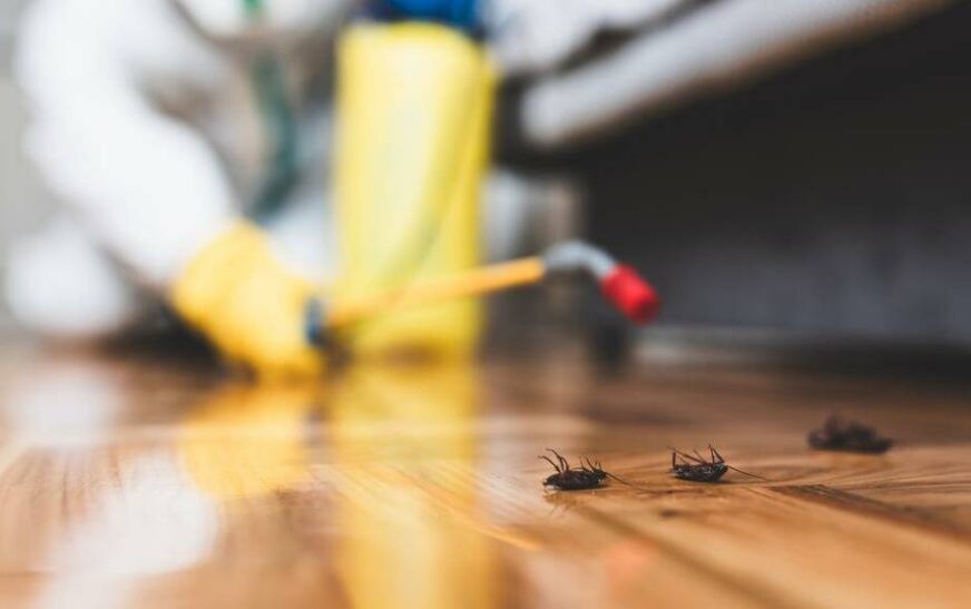 The Benefits of Year-Round Pest Control: Why Prevention is Key in Surrey BC