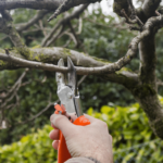 tree trimming and pruning services