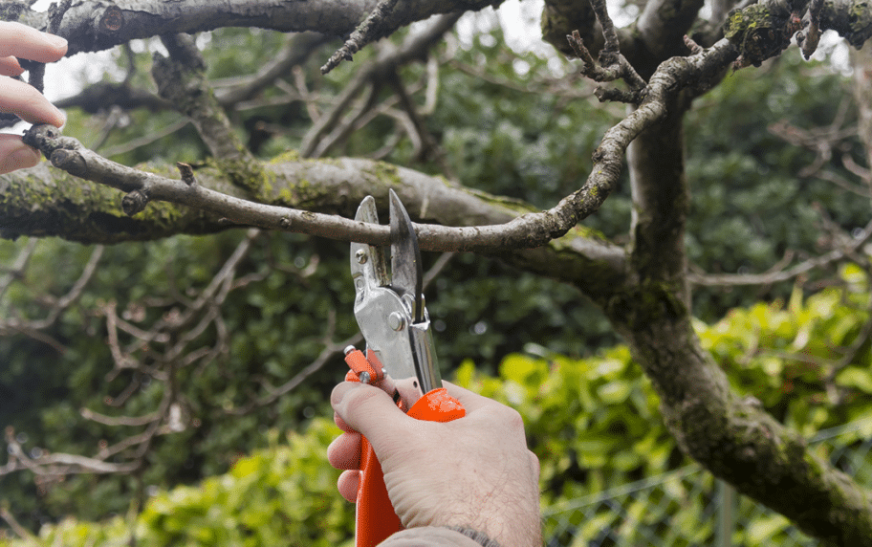 Tree Trimming and Pruning Services for Different Types of Trees