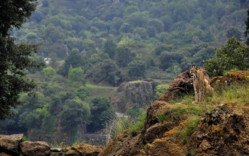 Manu National Park